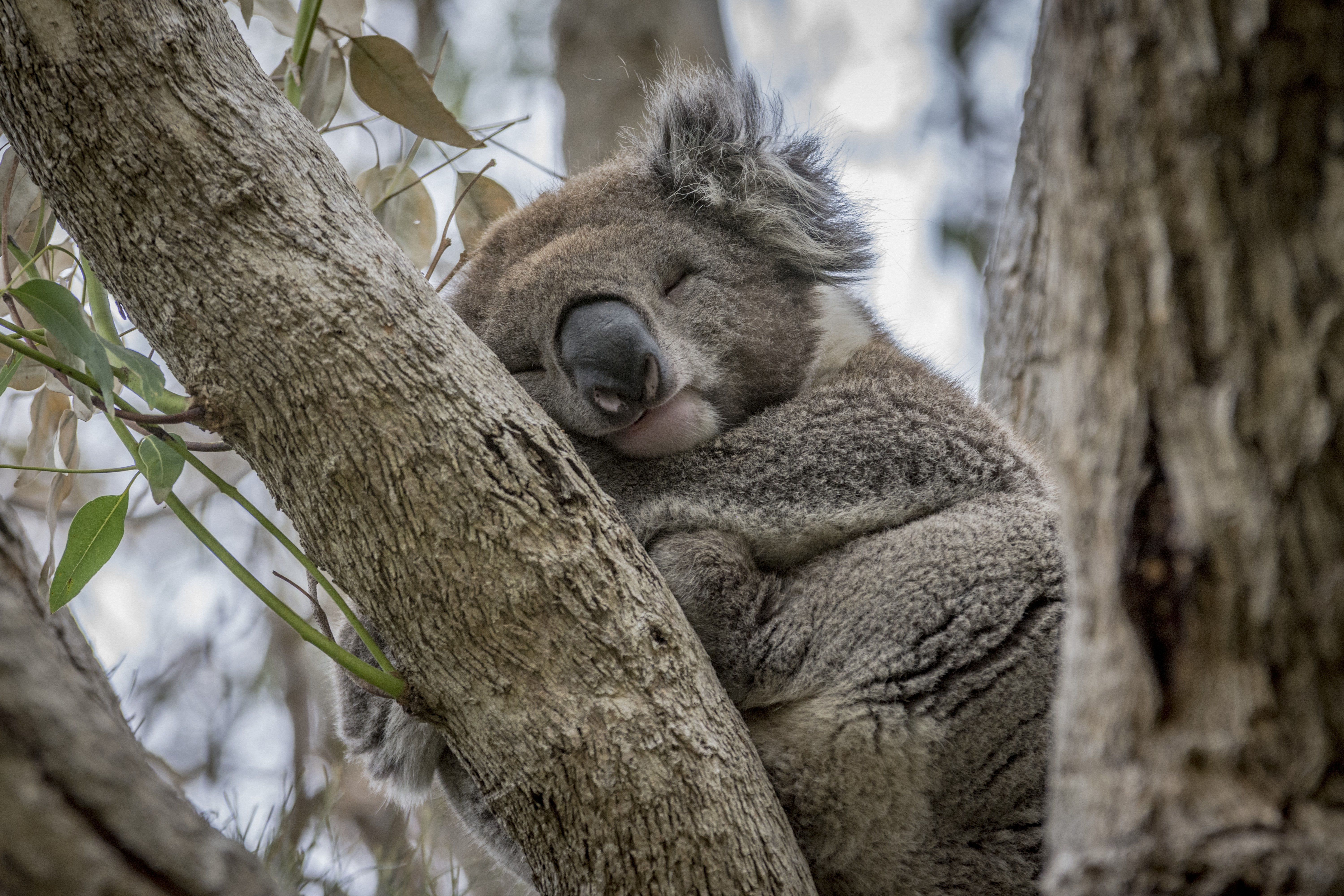 1-Day Explore Great Ocean Road & 12 Apostles