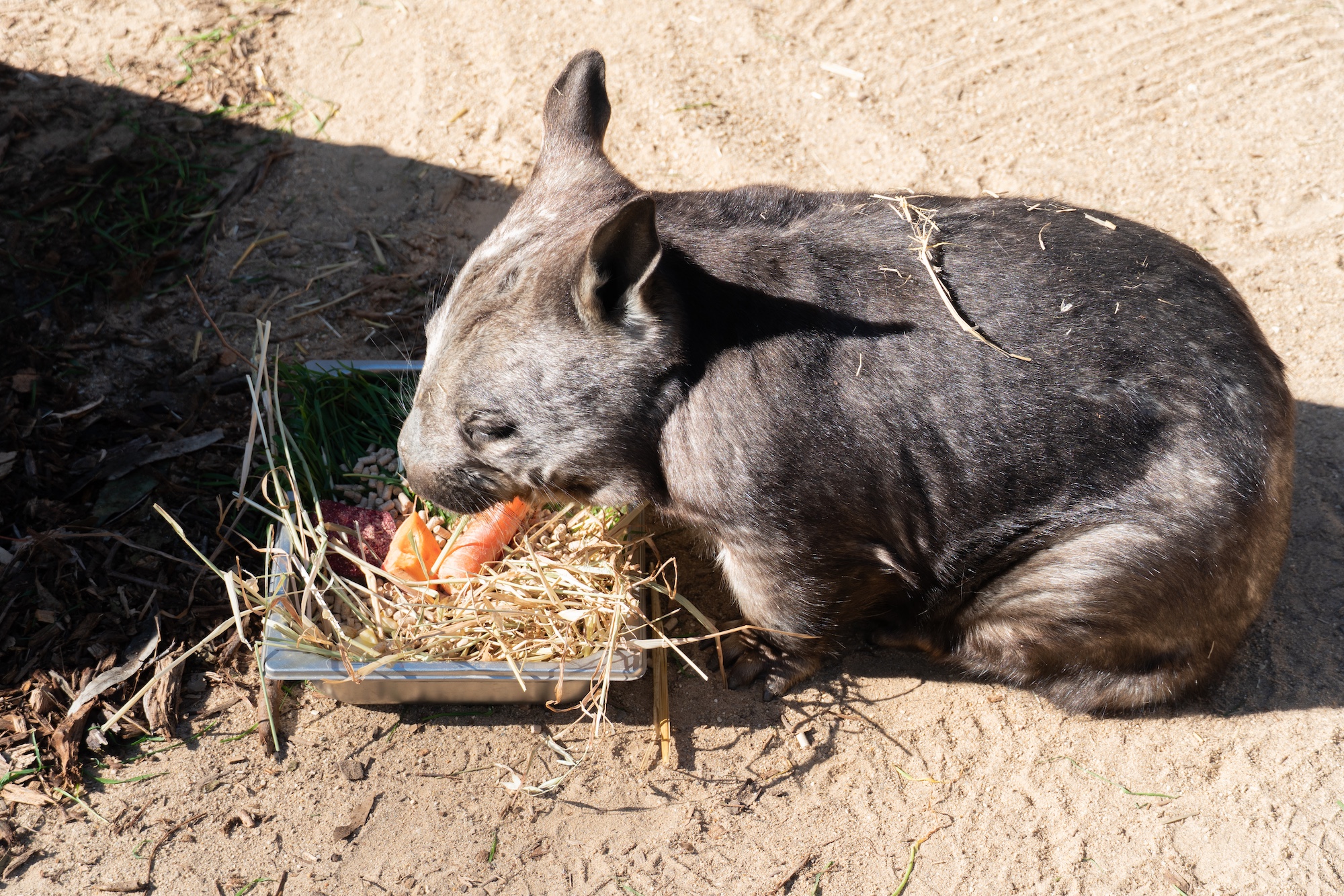 Murray River, Paddle Steamer & Wildlife Experience