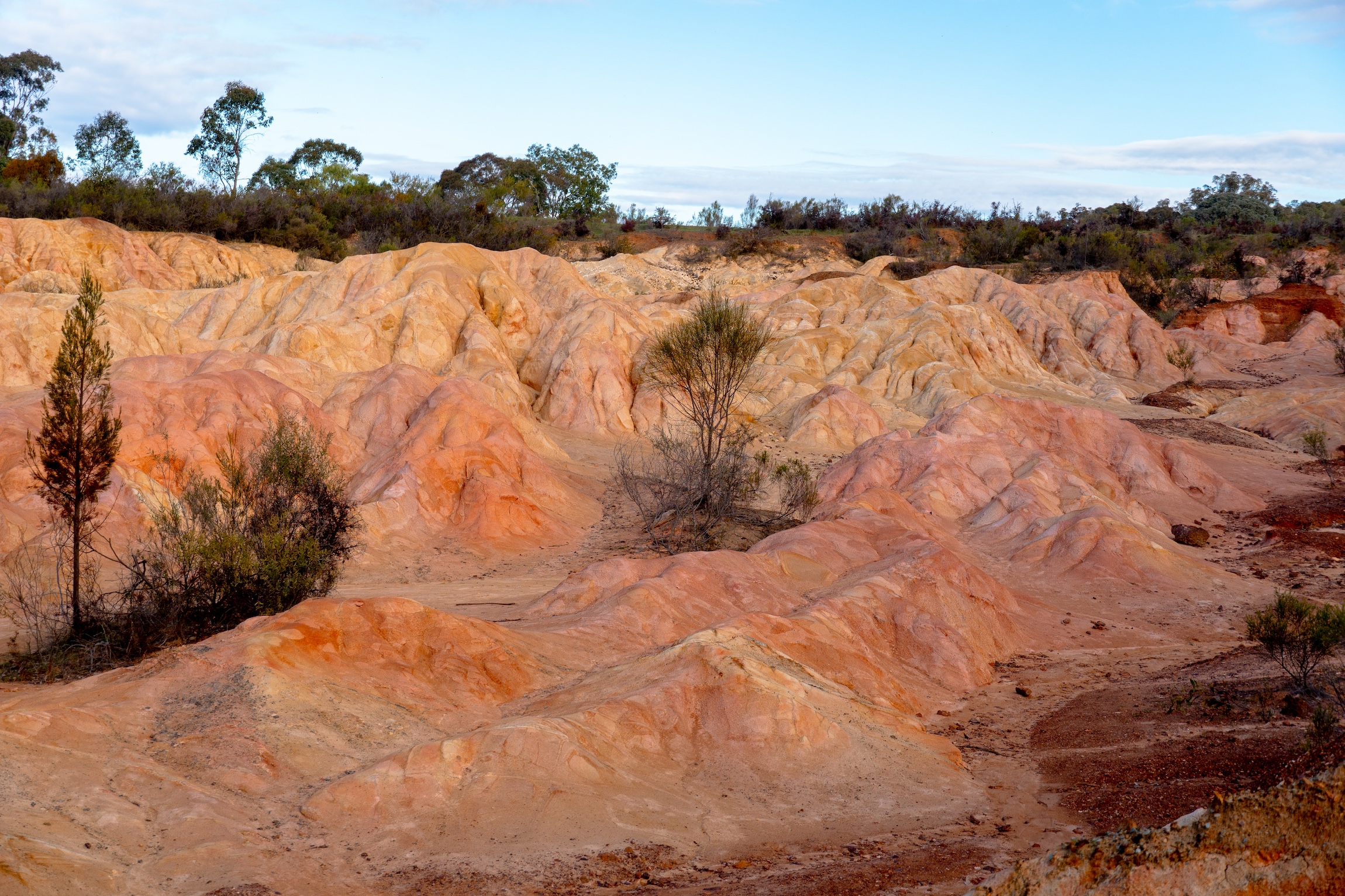 Murray River, Paddle Steamer & Wildlife Experience
