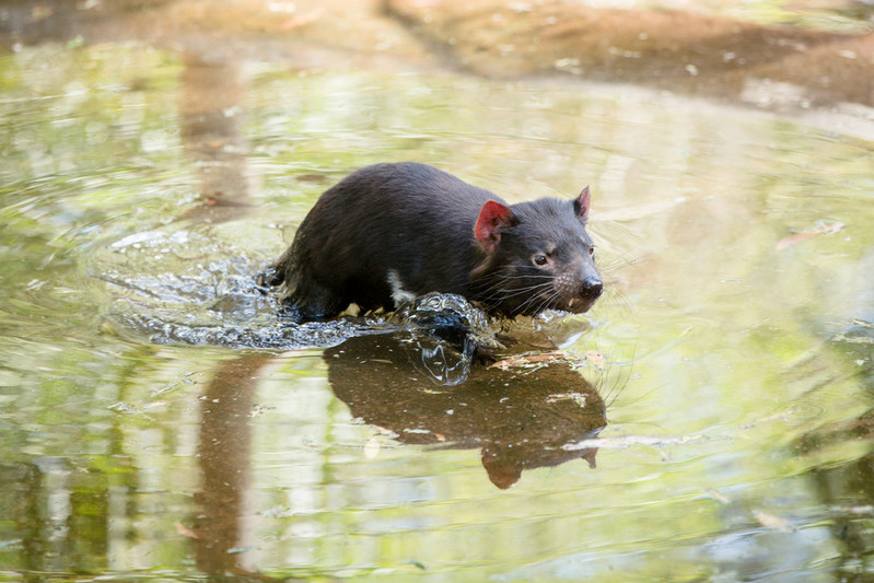 Puffing Billy & Wildlife Tour (CPickup)