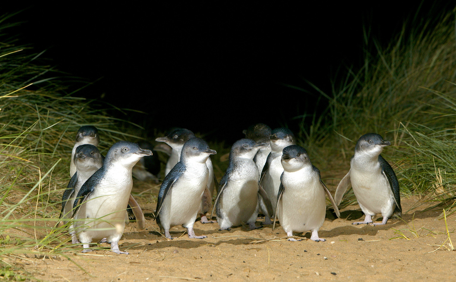 1-Day Penguins and Wildlife Nature Experience