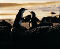 Phillip Island Direct Sunset Tour 