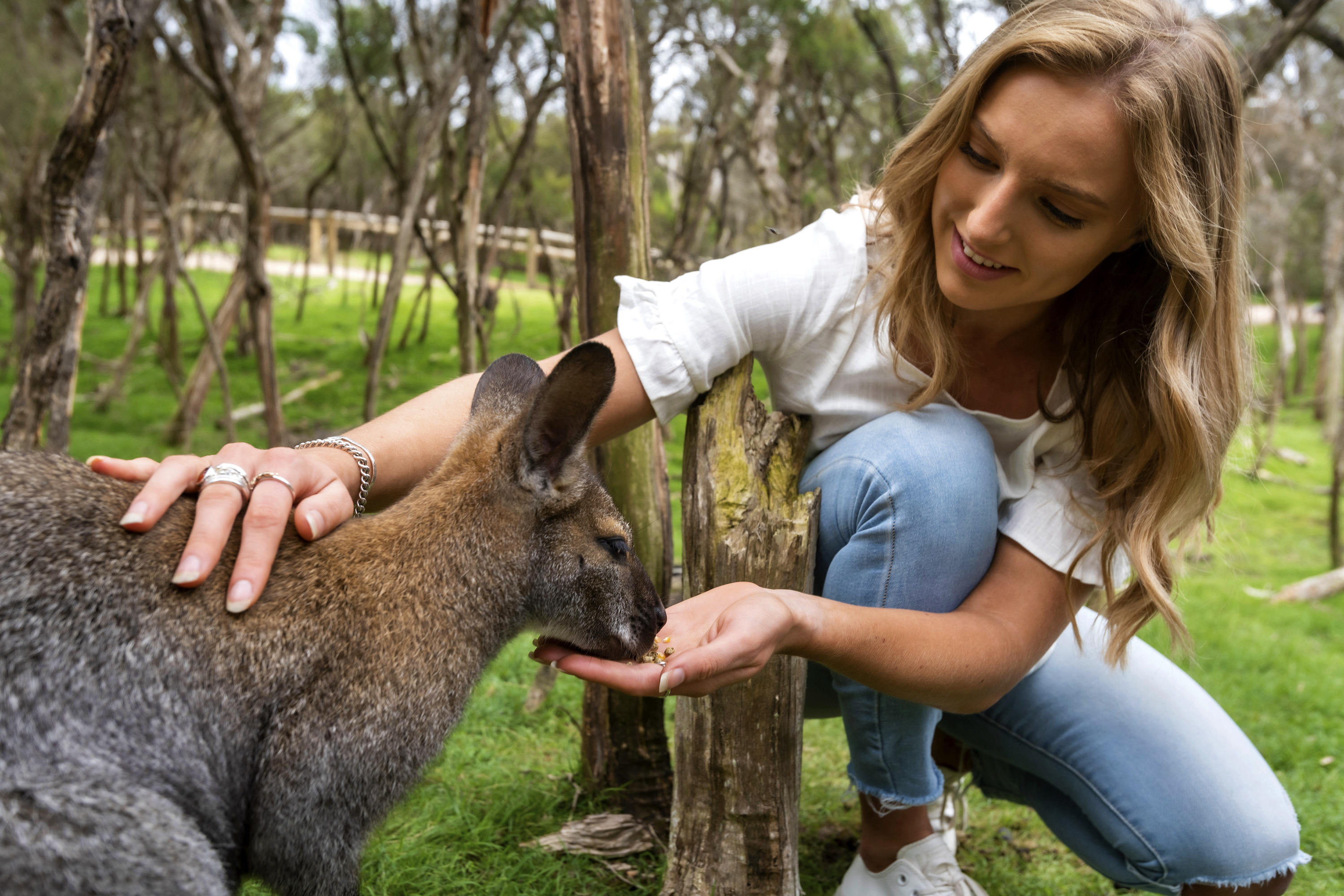 1-Day Penguins and Wildlife Nature Experience