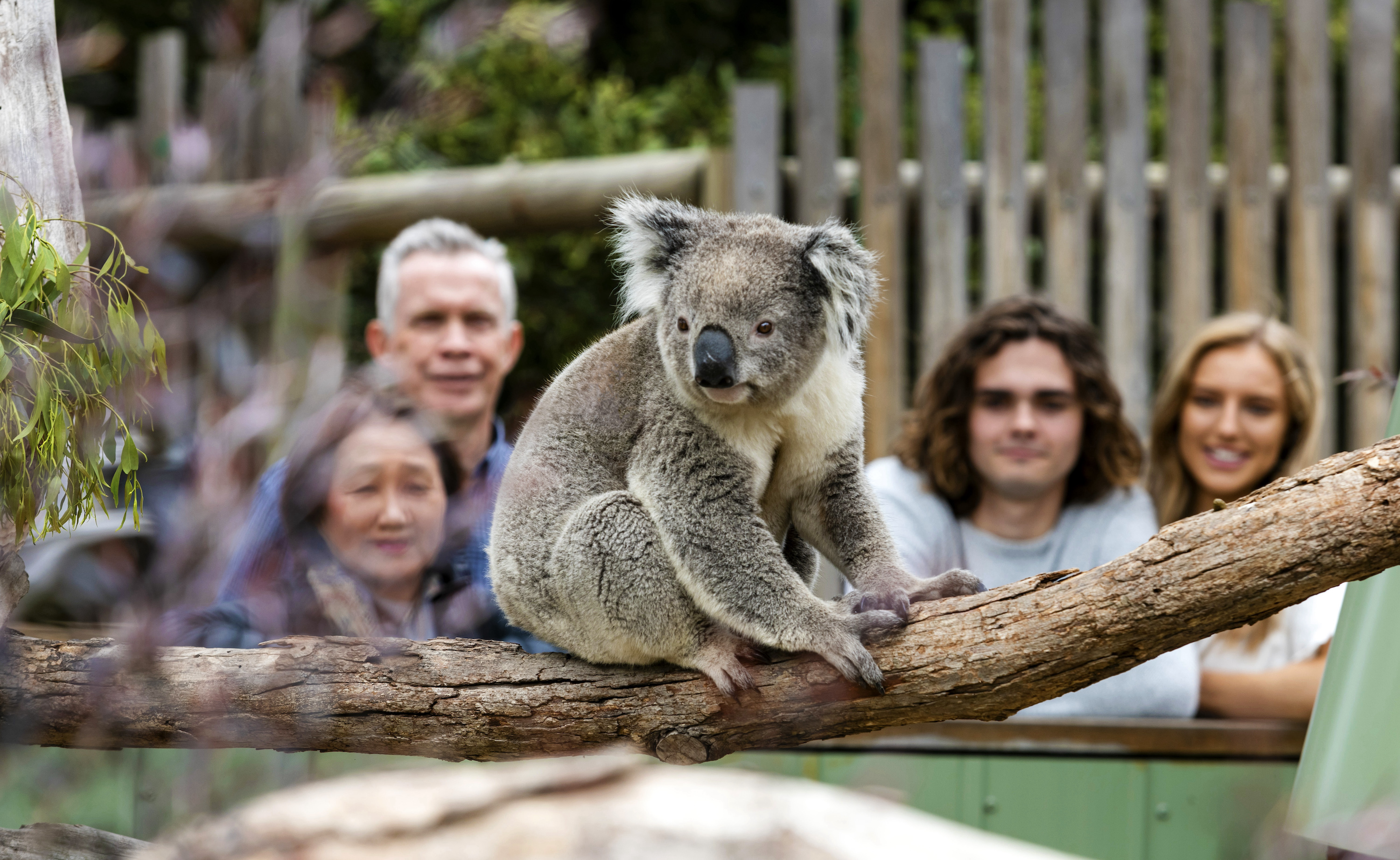 1-Day Penguins and Wildlife Nature Experience