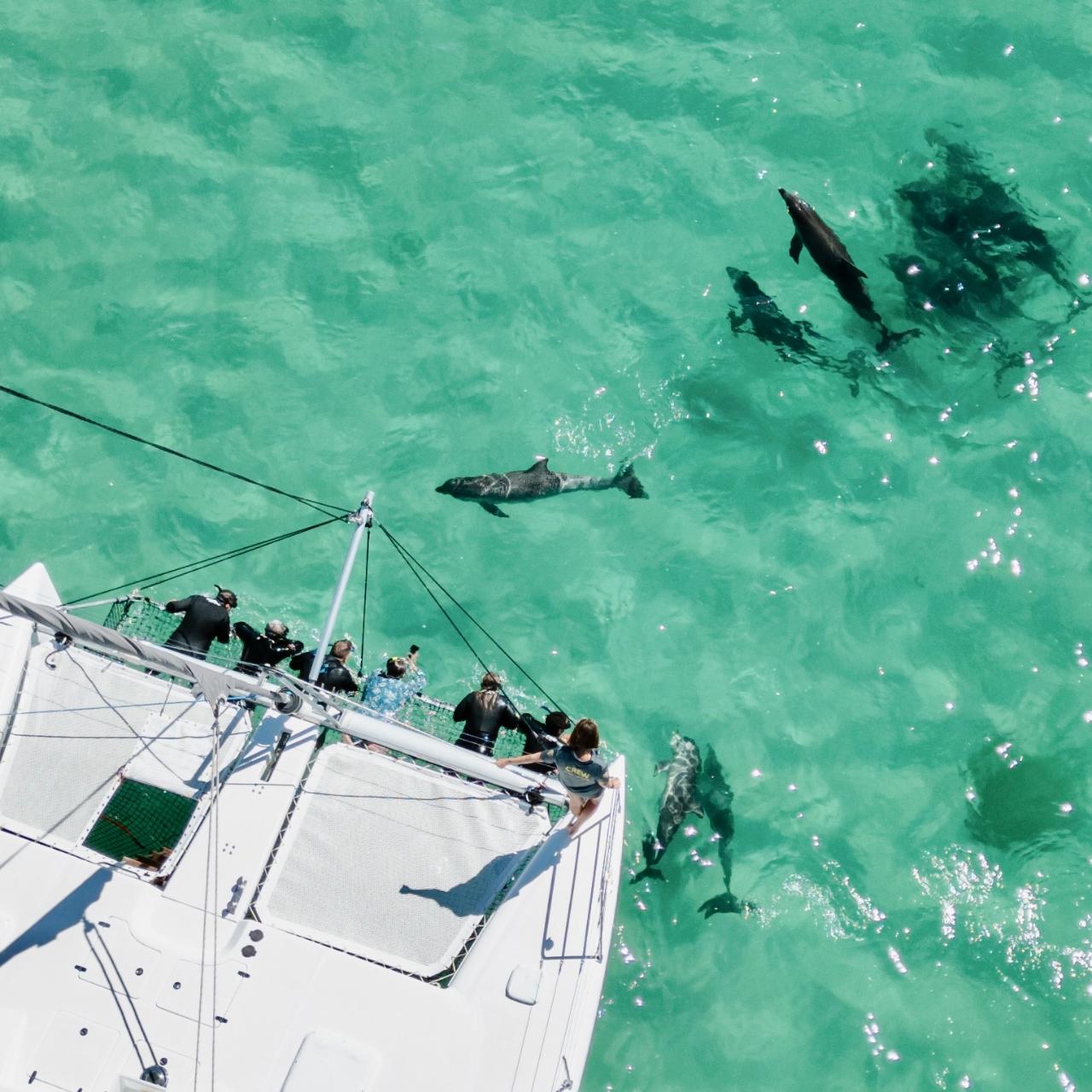 Dolphin Swim