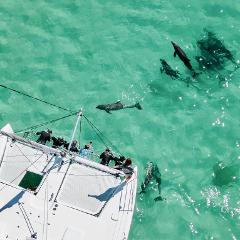 Dolphin Swim