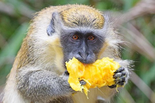 Barbados Monkey Feeding Experience