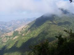 Jamaica's Blue Mountain Hike & Coffee Tour from Ocho Rios