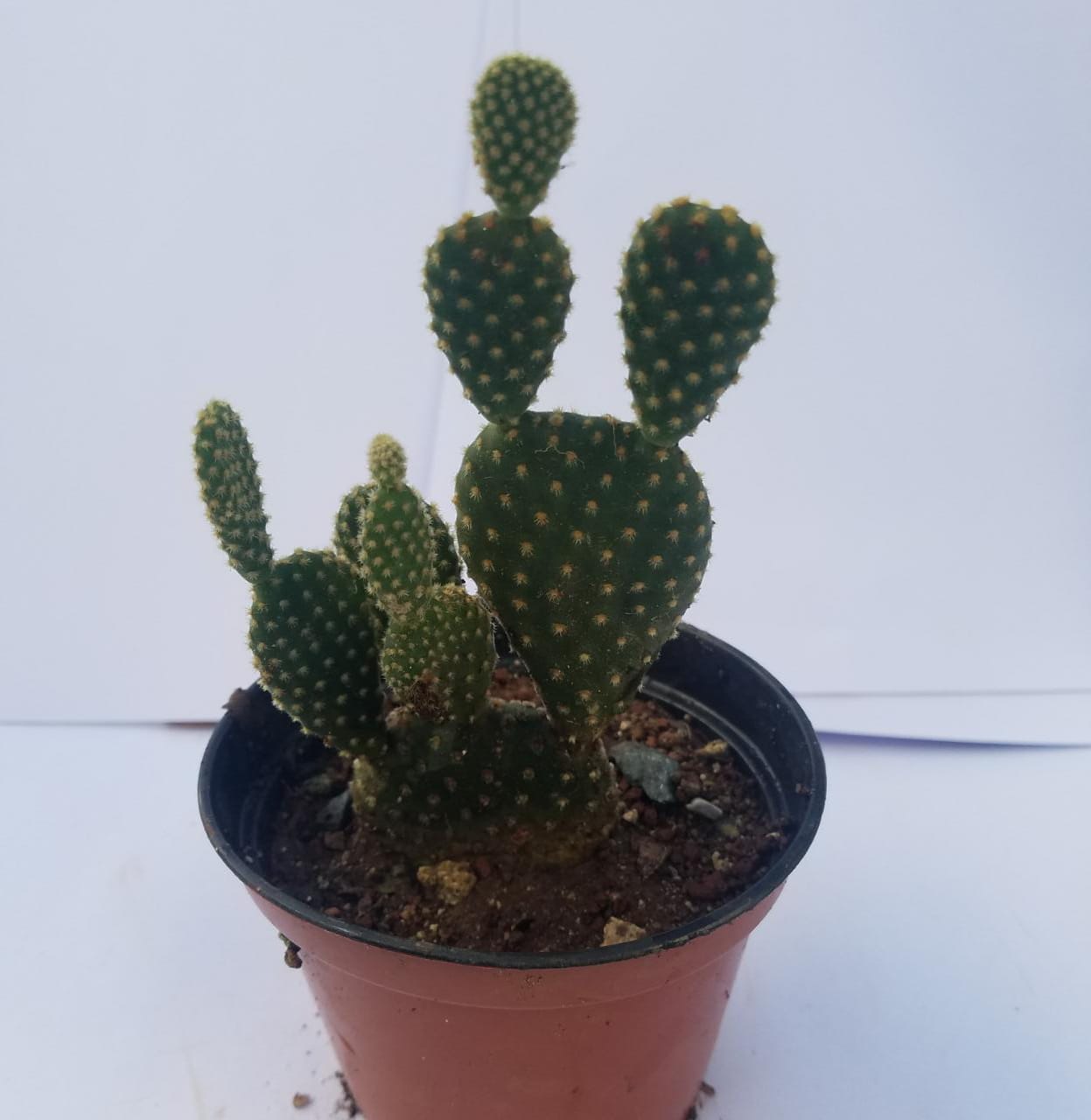 Potted Cactus plant