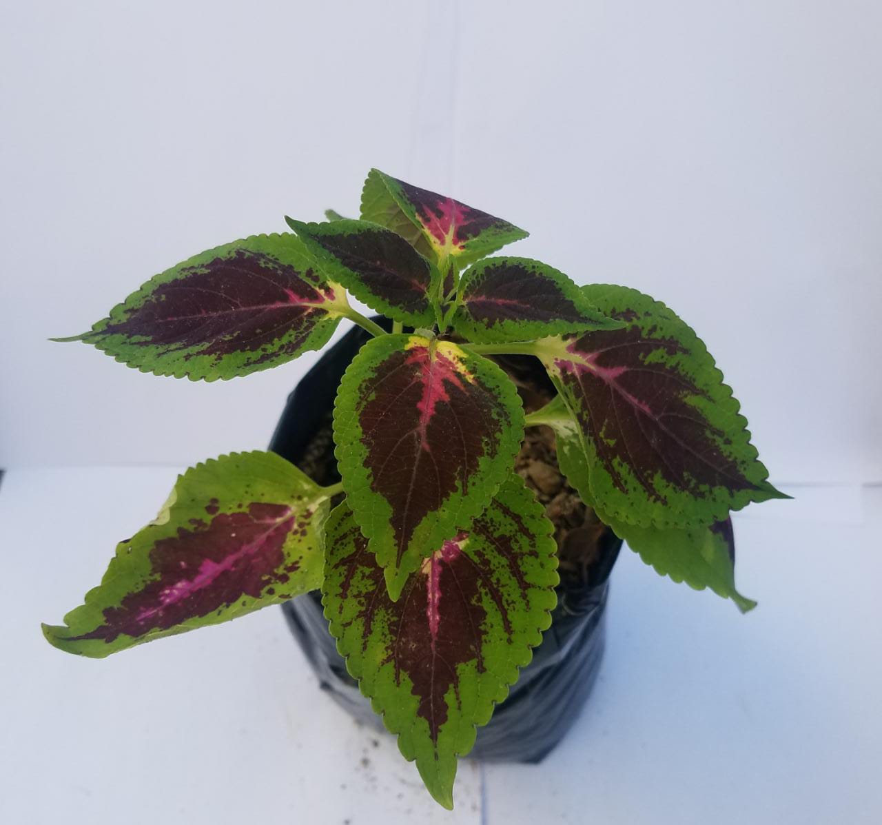 Potted Coleus 6" plant