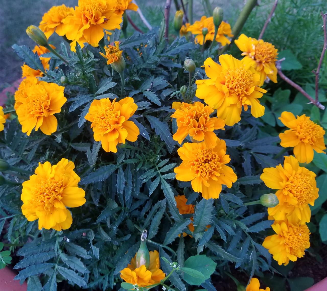 Potted Marigold - 6" plant