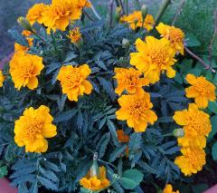 Potted Marigold - 6" plant