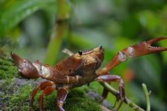 Uncover Trinidad's rich biodiversity Nature Tour at the Asa Wright Nature Centre