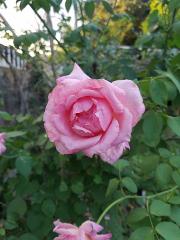 Potted Pink and Red Rose  6" plant 