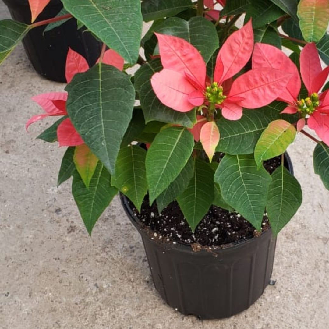 Potted Poinsettias