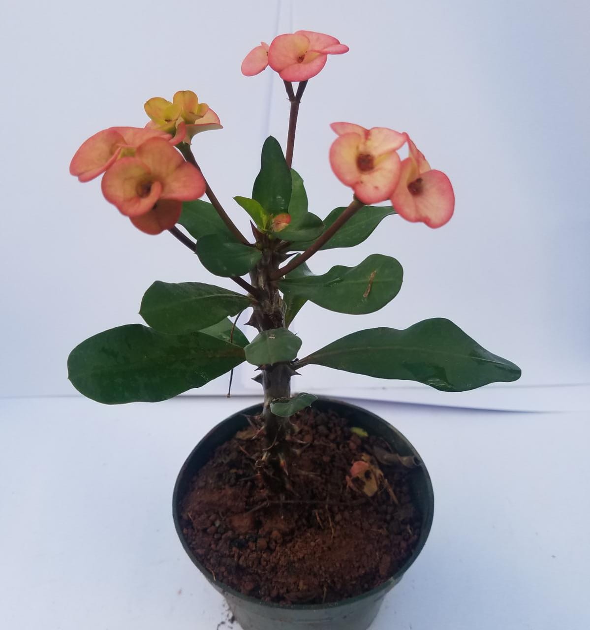 Potted Crown of Thorn 6" plant