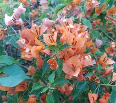 Potted bougainvillea 6" plant 