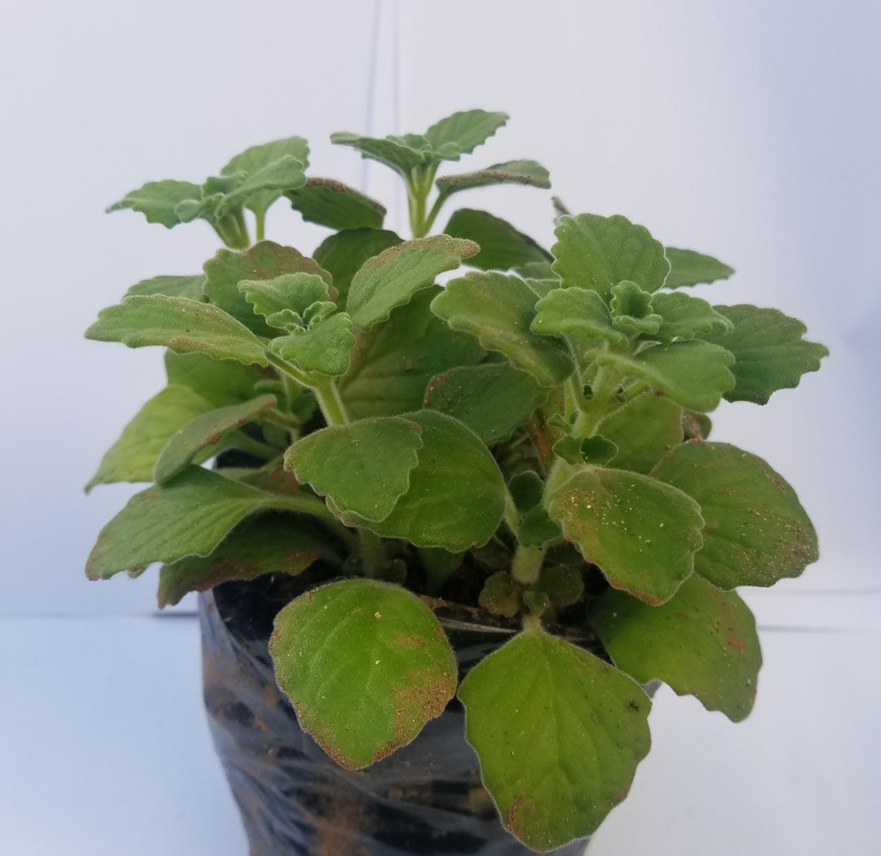 Bagged peppermint plant