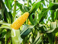 Sweet Corn Seedling