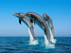 Dolphin Swim Tour at Dolphin Cove Ocho Rios from Runaway Bay