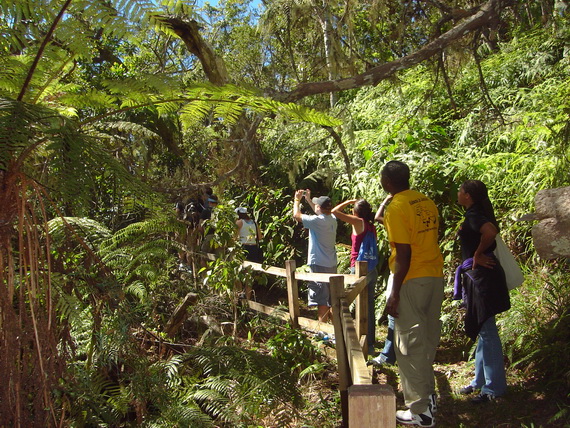 Jamaica's Blue Mountain Hike & Coffee Tour from Kingston