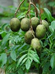 Potted June Plum Seedlings