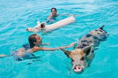 Hidden Beaches Swimming Pigs Tour from Nassau