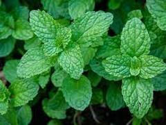 Pepper Mint Seedling