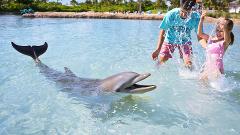 Atlantis Dolphin Shallow Water Interaction at Dolphin Cay from Nassau