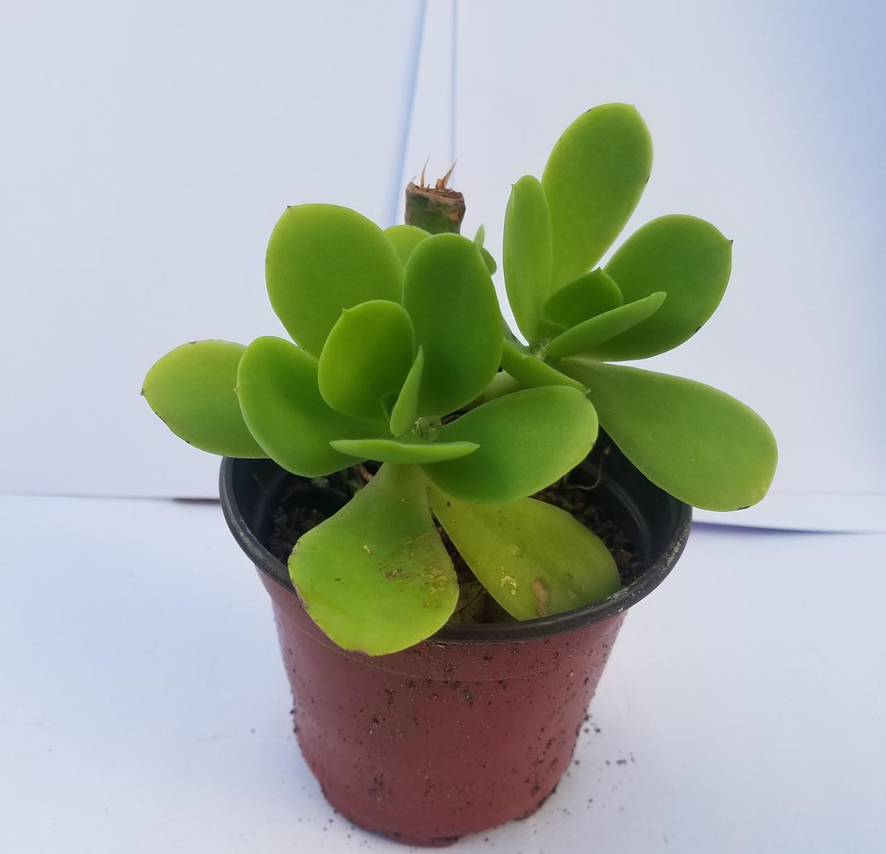 Potted Succulent  plant