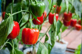 Sweet Pepper Seedling