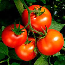 Hybrid Tomato Seedling