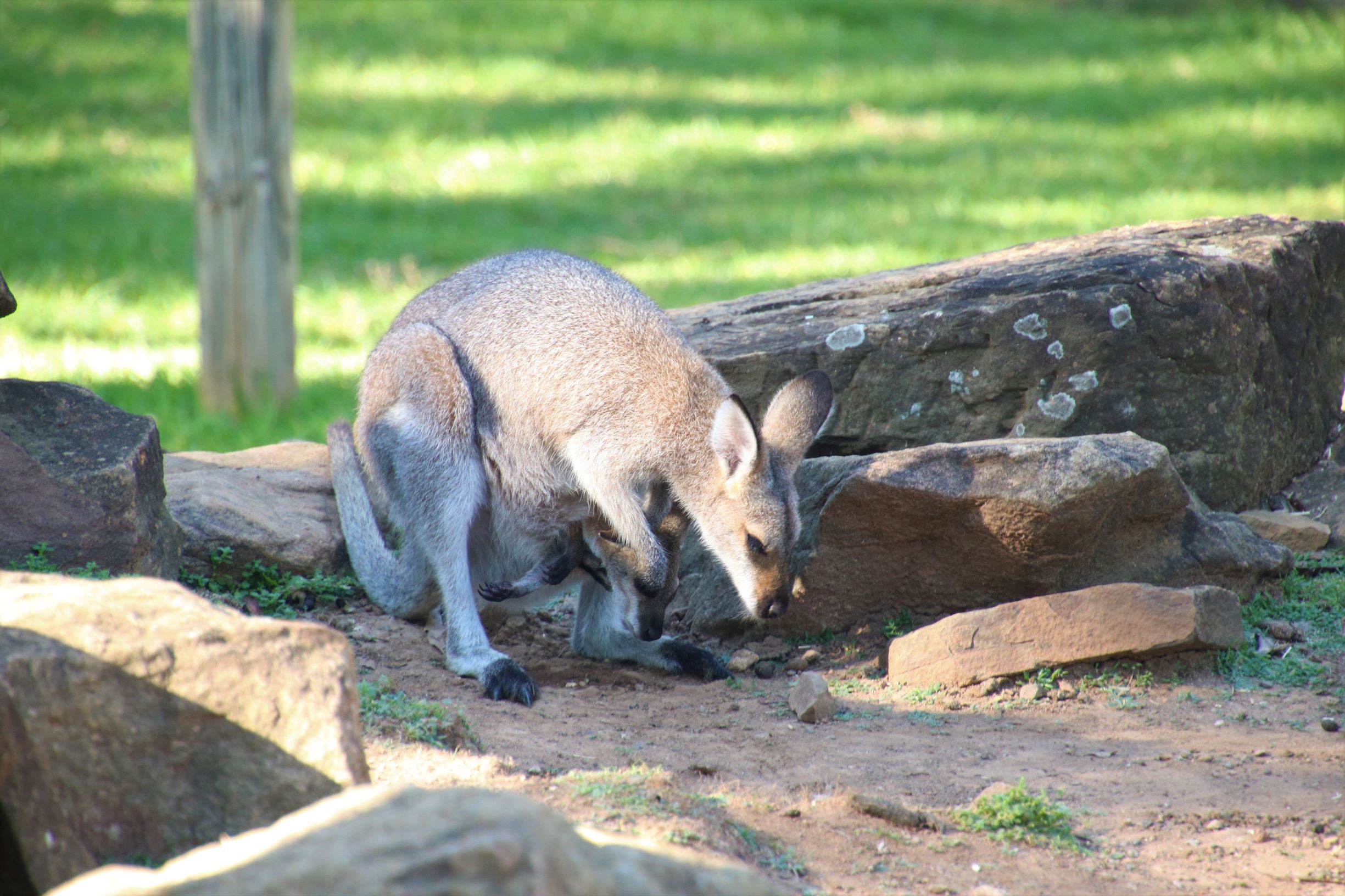 Blue Mountains Private Charter 1 Day tour