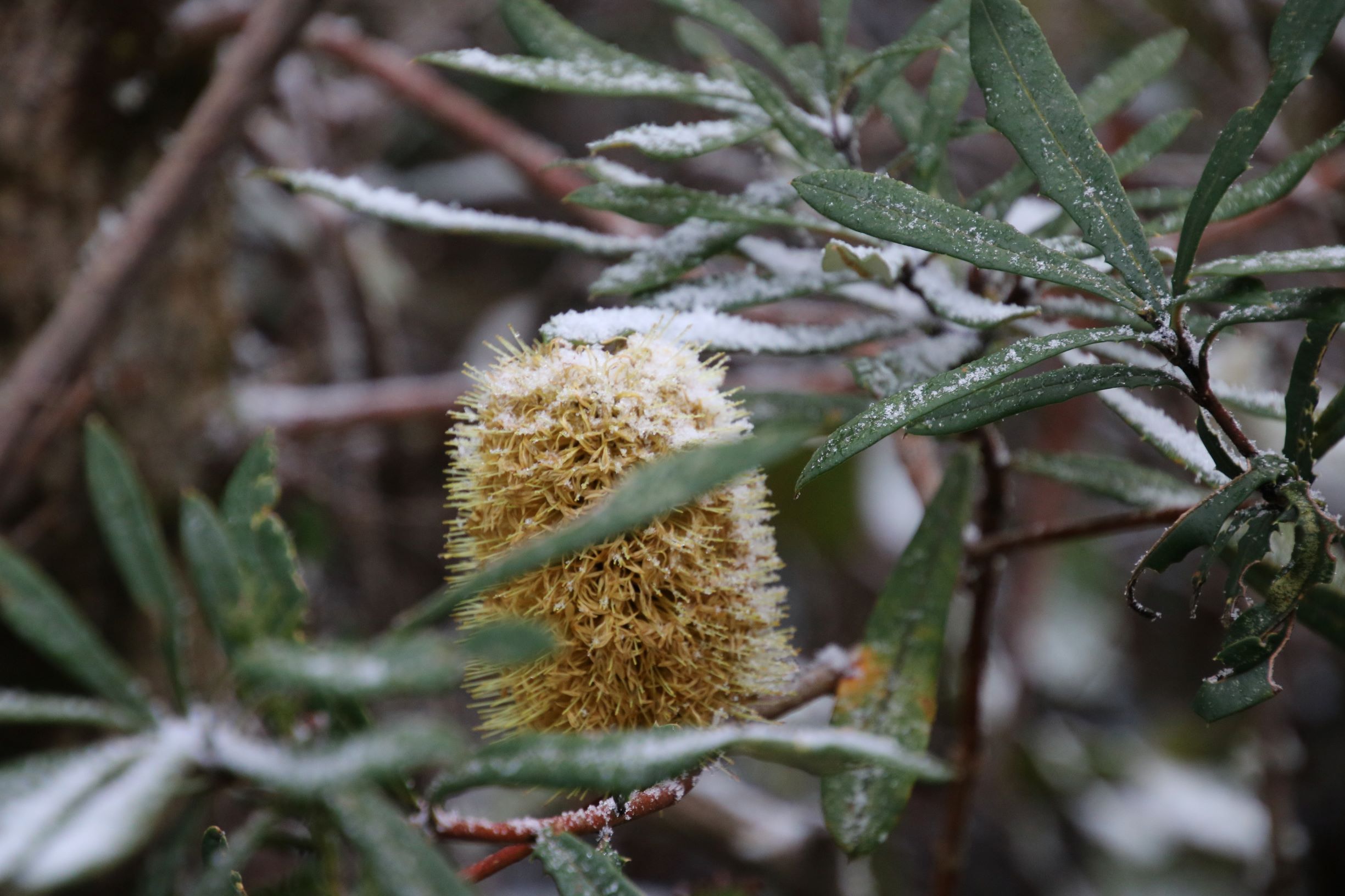 Barrington Tops Weekend: Small-Group Tour & Aussie Ark