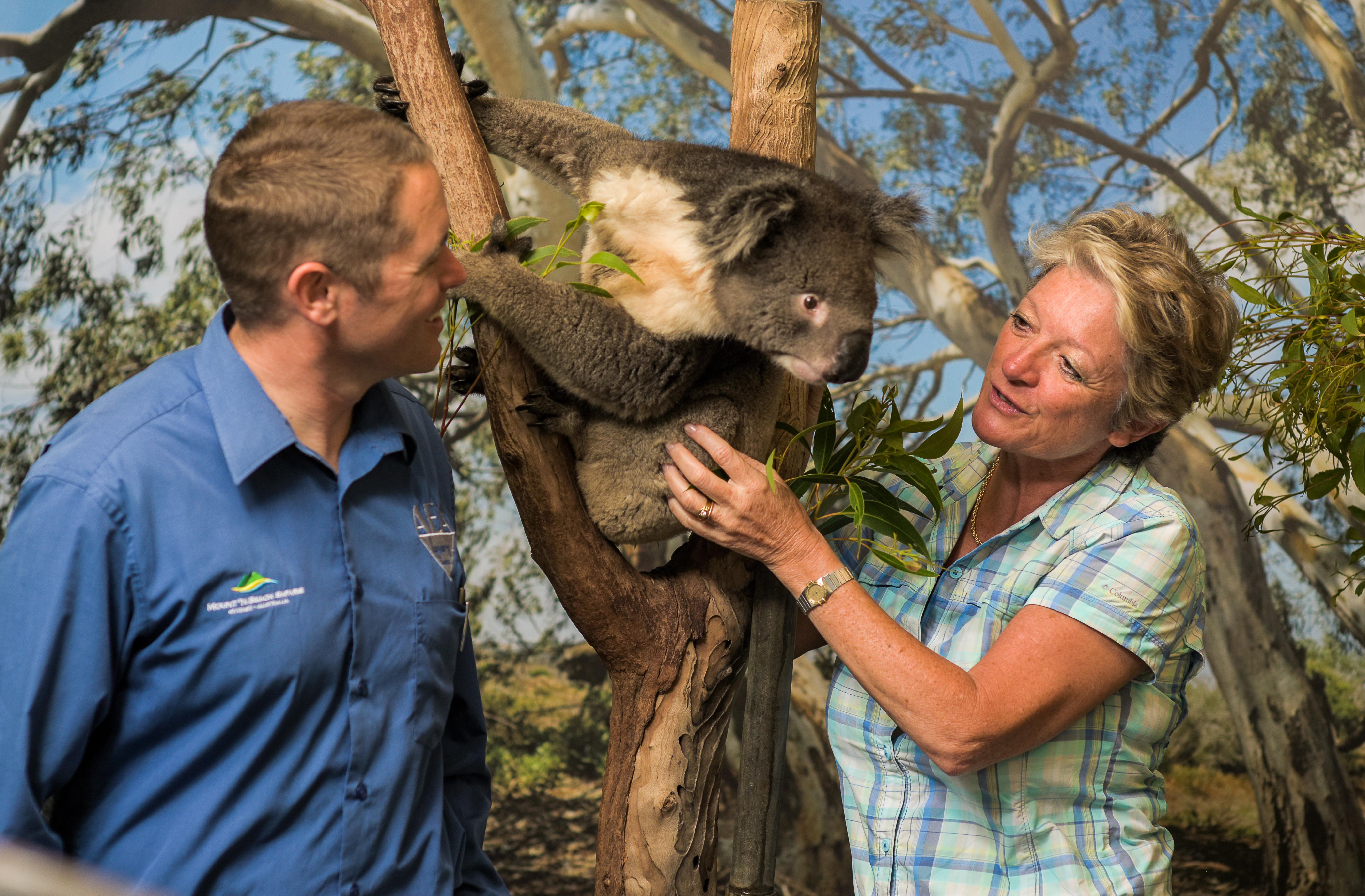 Blue Mountains Hike the World Heritage