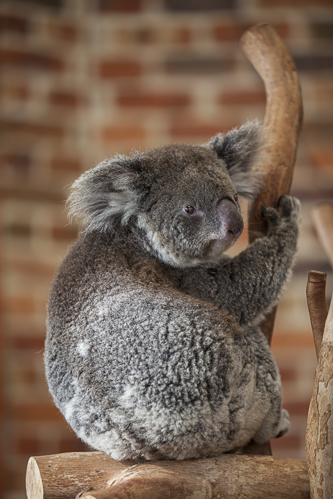 Blue Mountains & Hunter Valley 3 Day/2 Night Experience  Touring Only Package