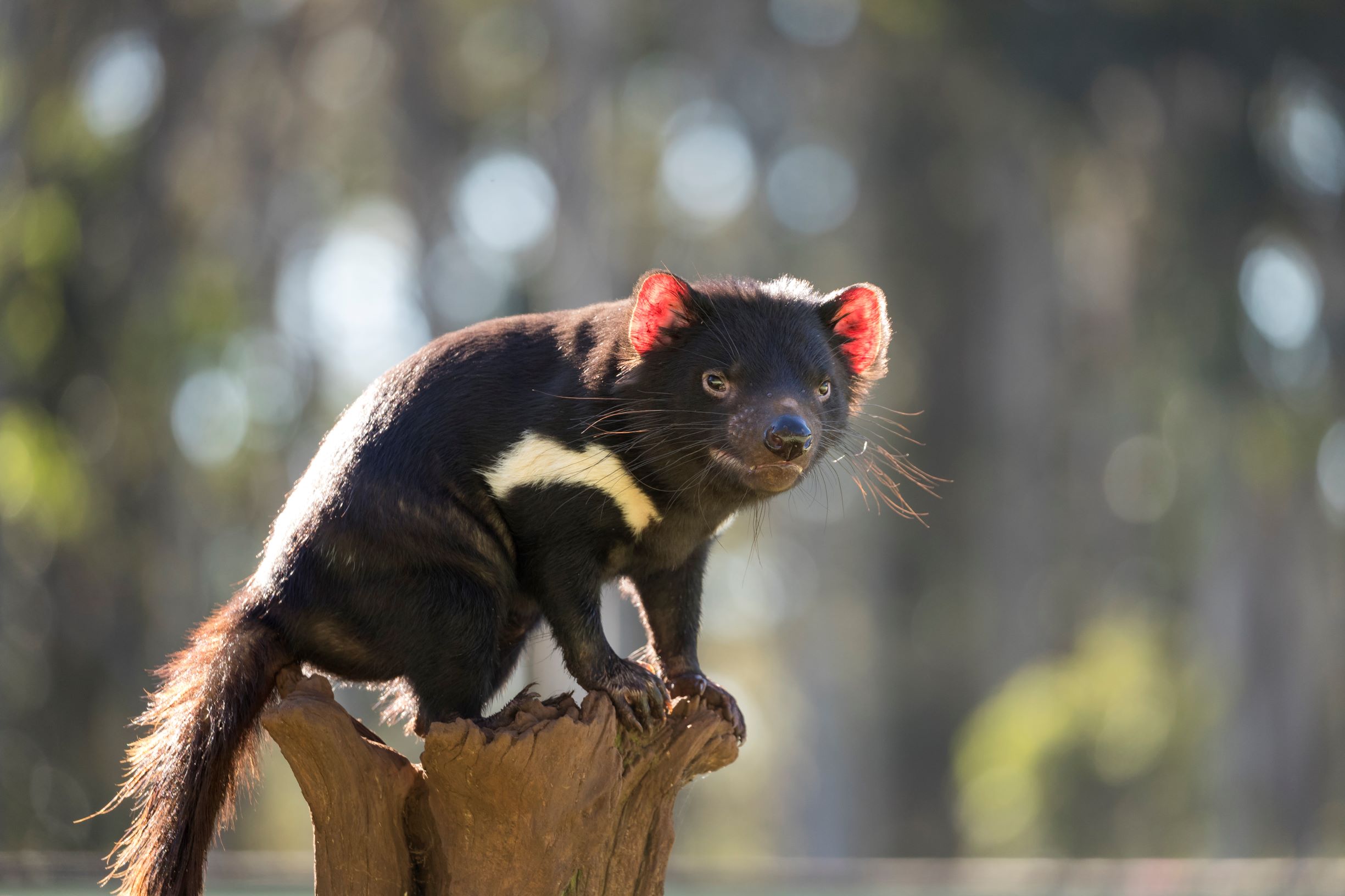 Barrington Tops Weekend: Small-Group Tour & Aussie Ark