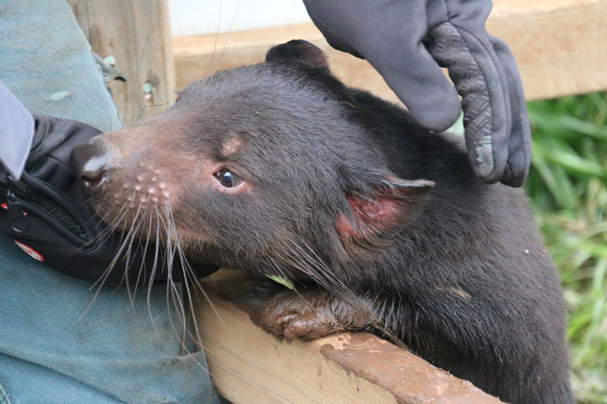 Barrington Tops Weekend: Small-Group Tour & Aussie Ark