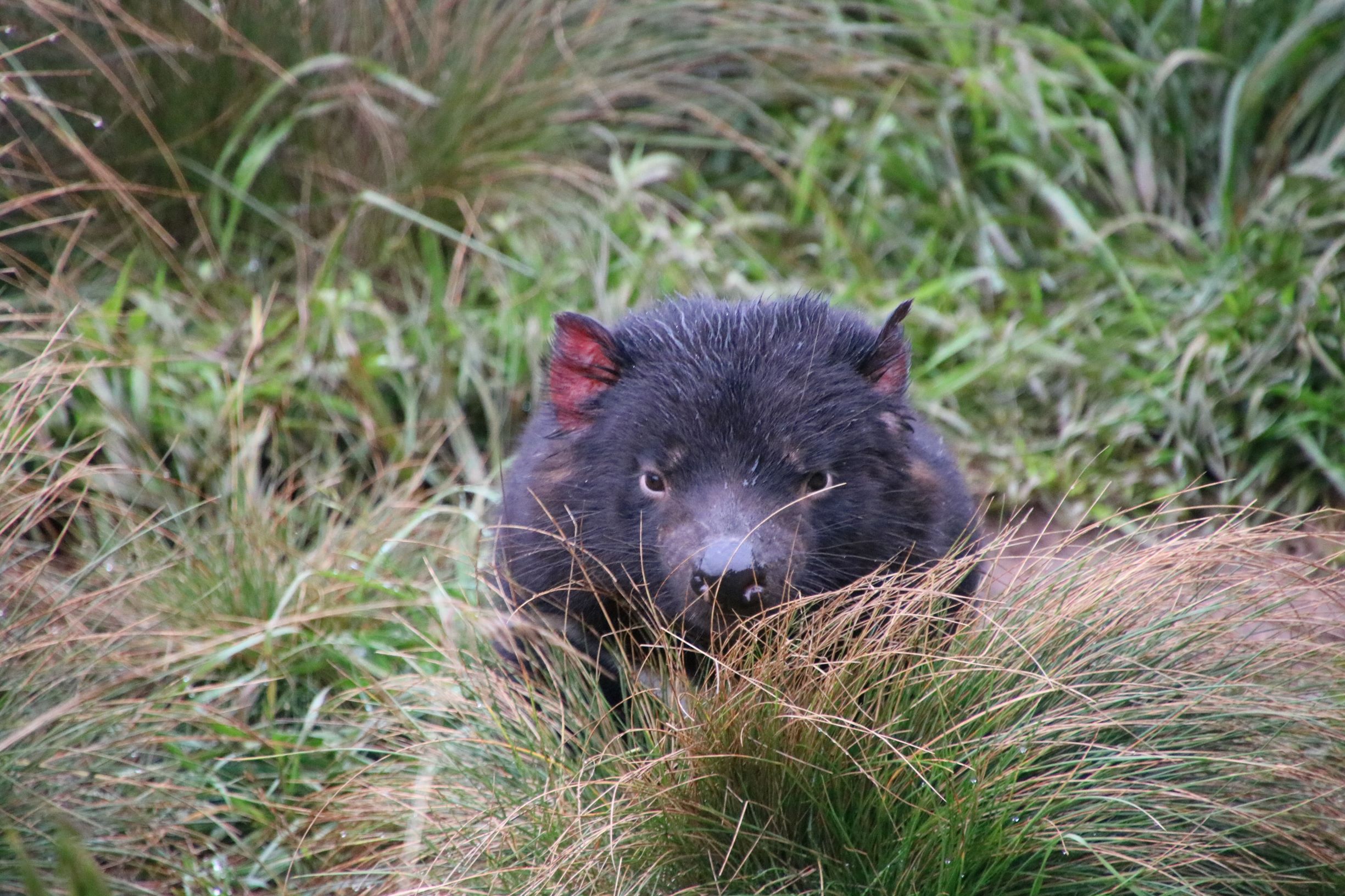 Barrington Tops Weekend: Small-Group Tour & Aussie Ark