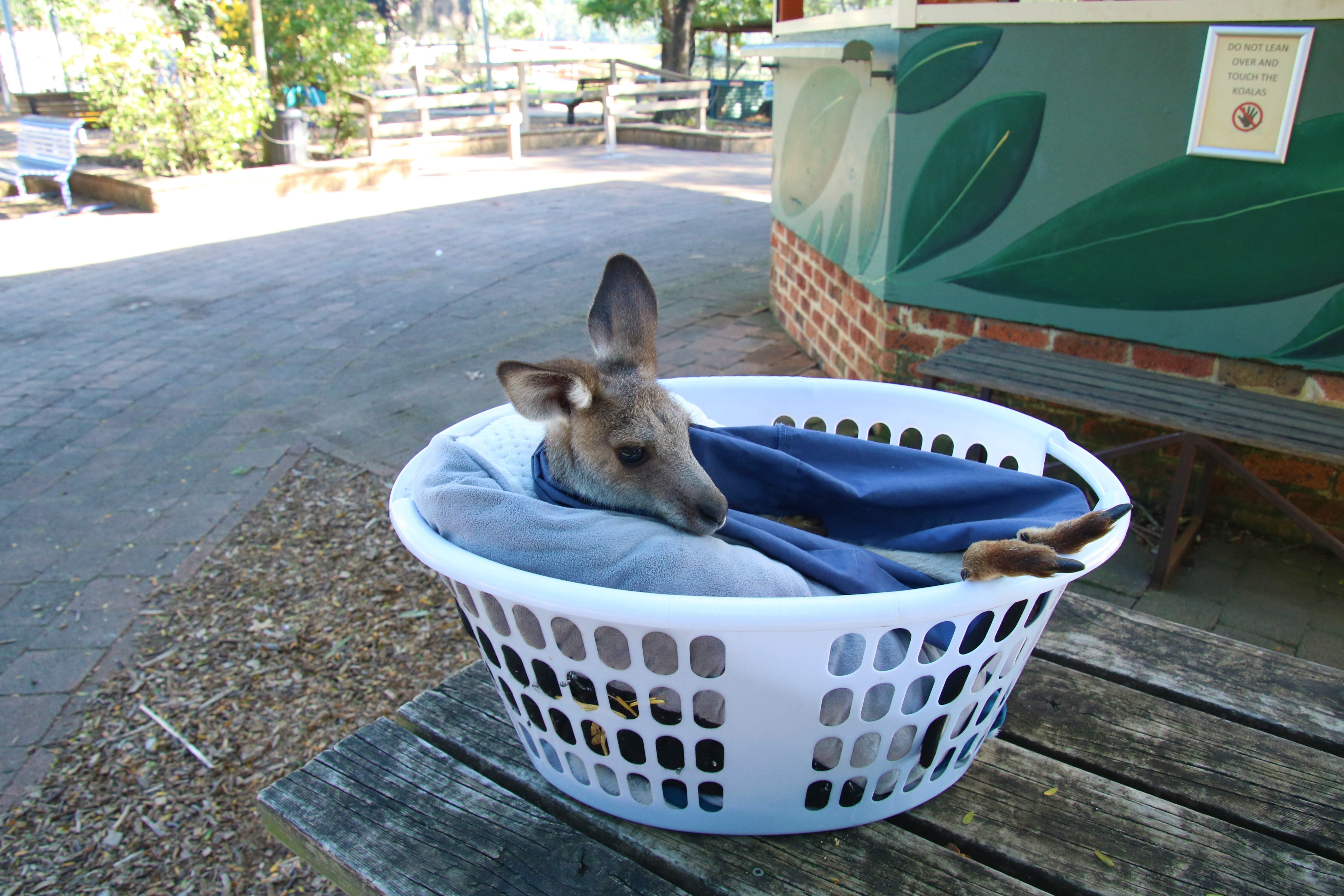 Blue Mountains Luxury Private Charter with Echoes Lunch