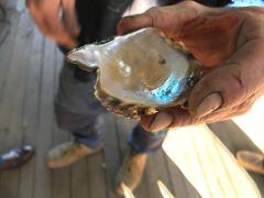 Behind the Scenes at a Pearl Farm: Broken Bay Private Tour
