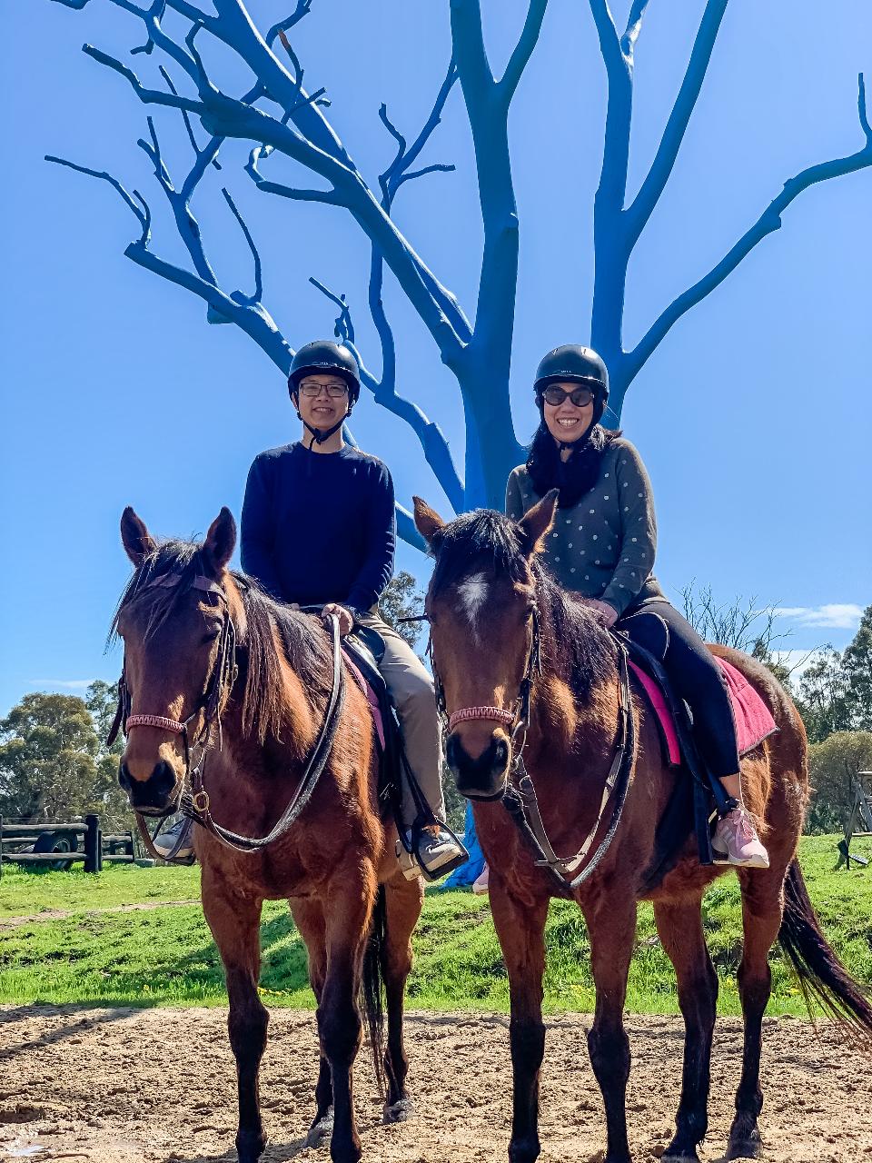 horseHorses, Horseriding, Perth, Western Australia, Fun, Family, Scenic