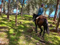 Weekend - 1.5hr Exclusive Adventure Horse Ride-Out - 1 rider