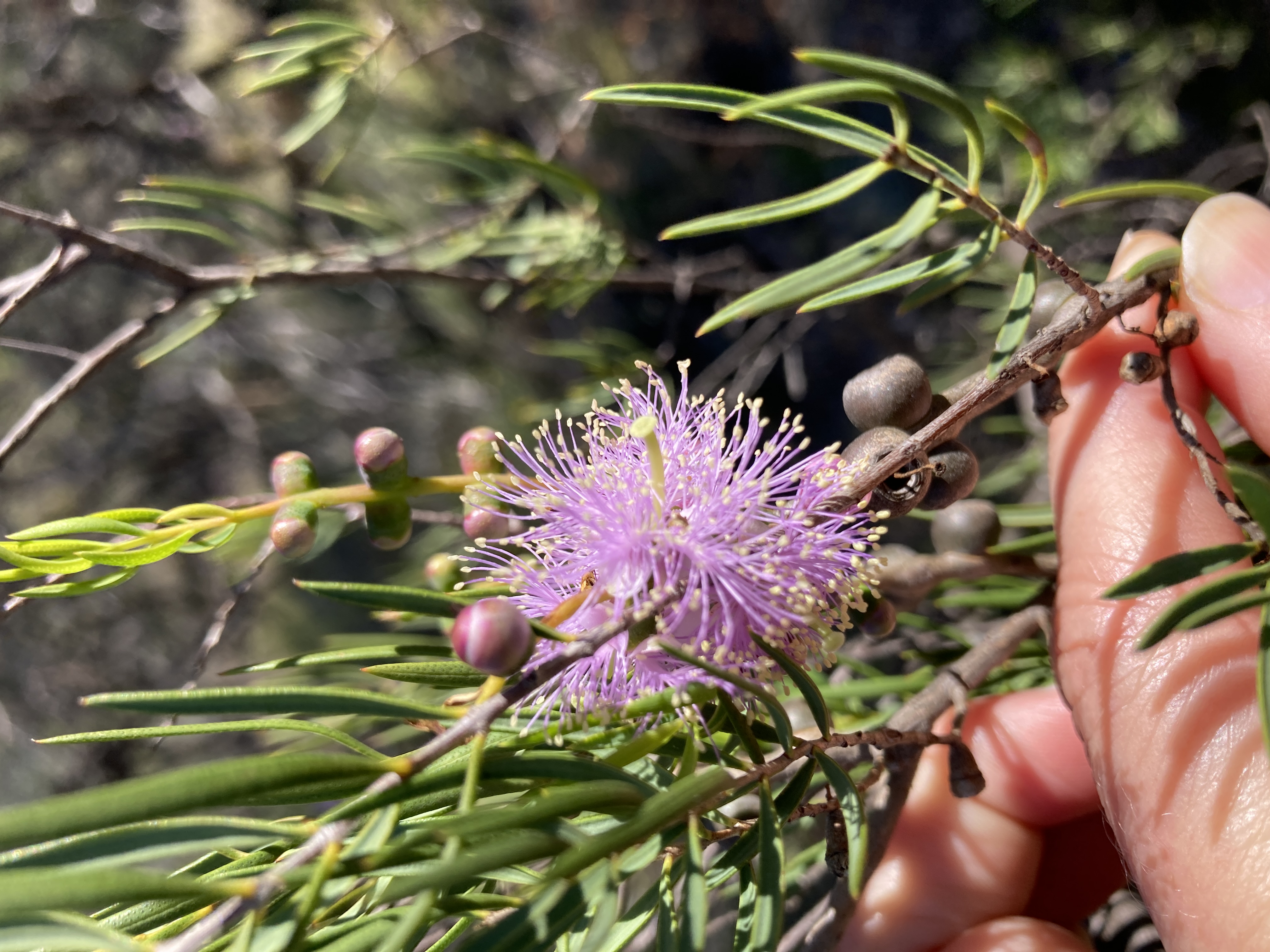 Best of the Mid West Full Day Wildflower Tour