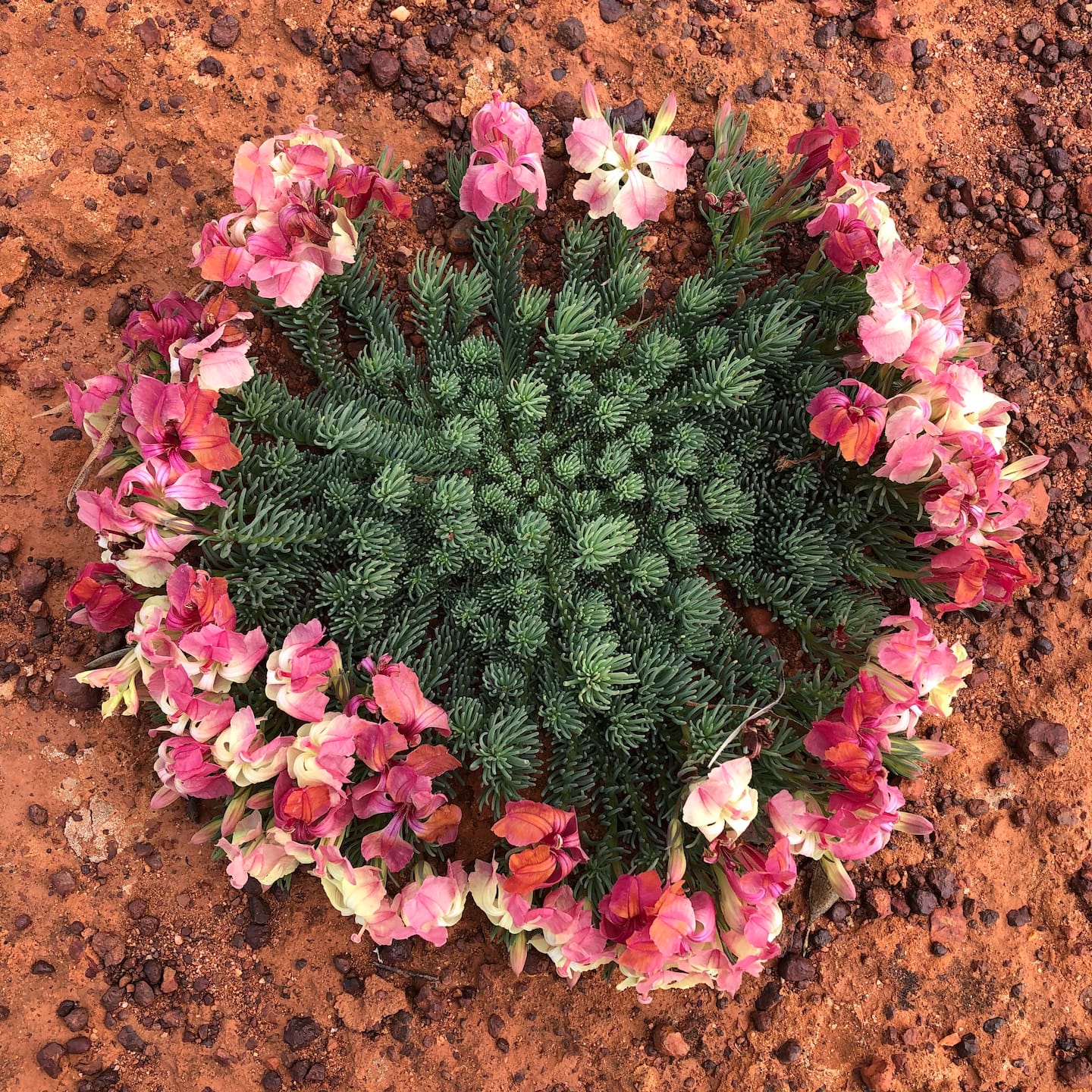 Best of the Mid West Full Day Wildflower Tour