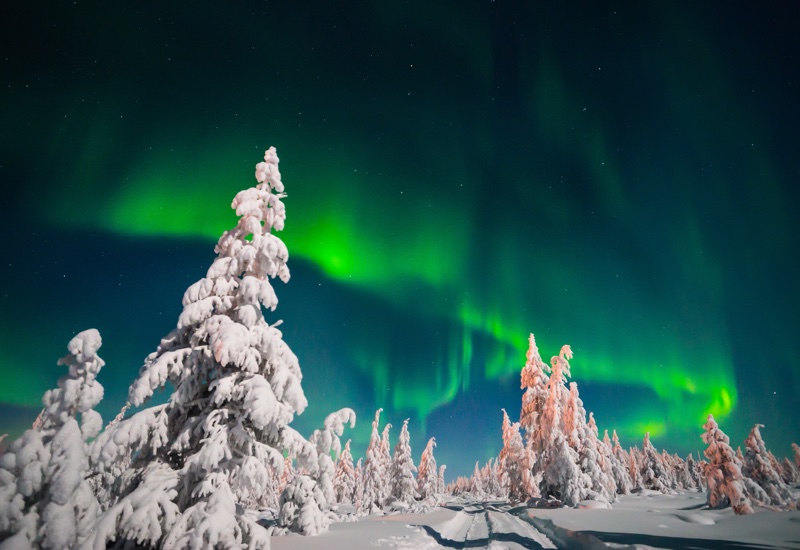 Northern Lights & wildlife in Swedish Lapland, 7 nights