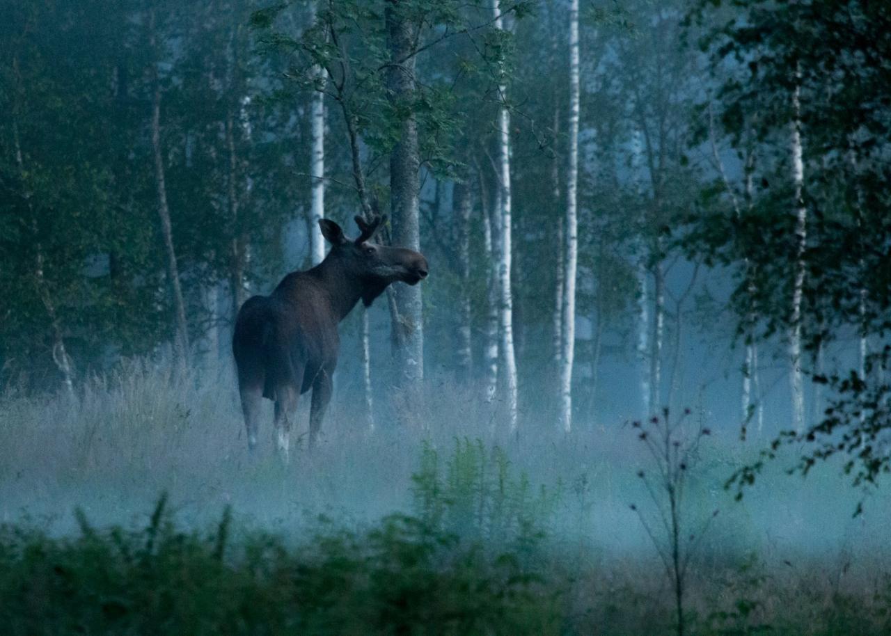 Moose Safari in Skinnskatteberg