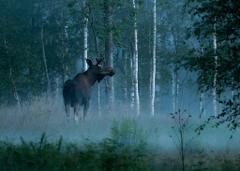 Moose Safari in Skinnskatteberg