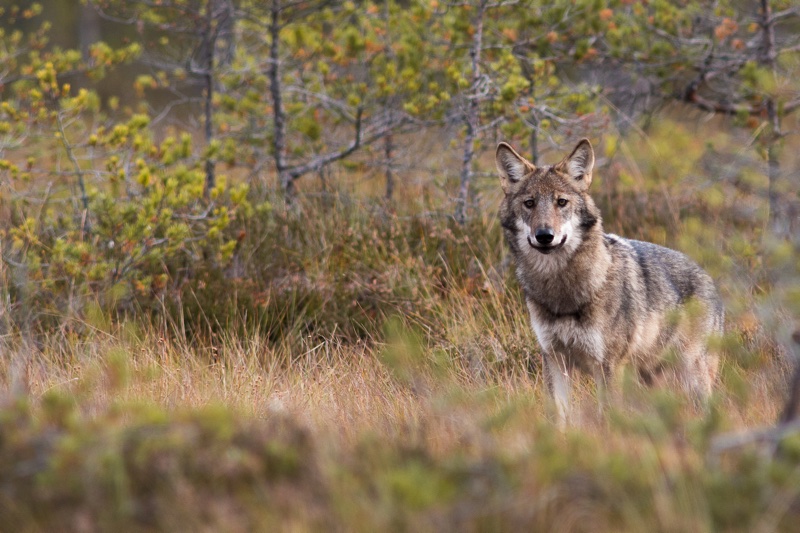 Wolf howling with night in tent