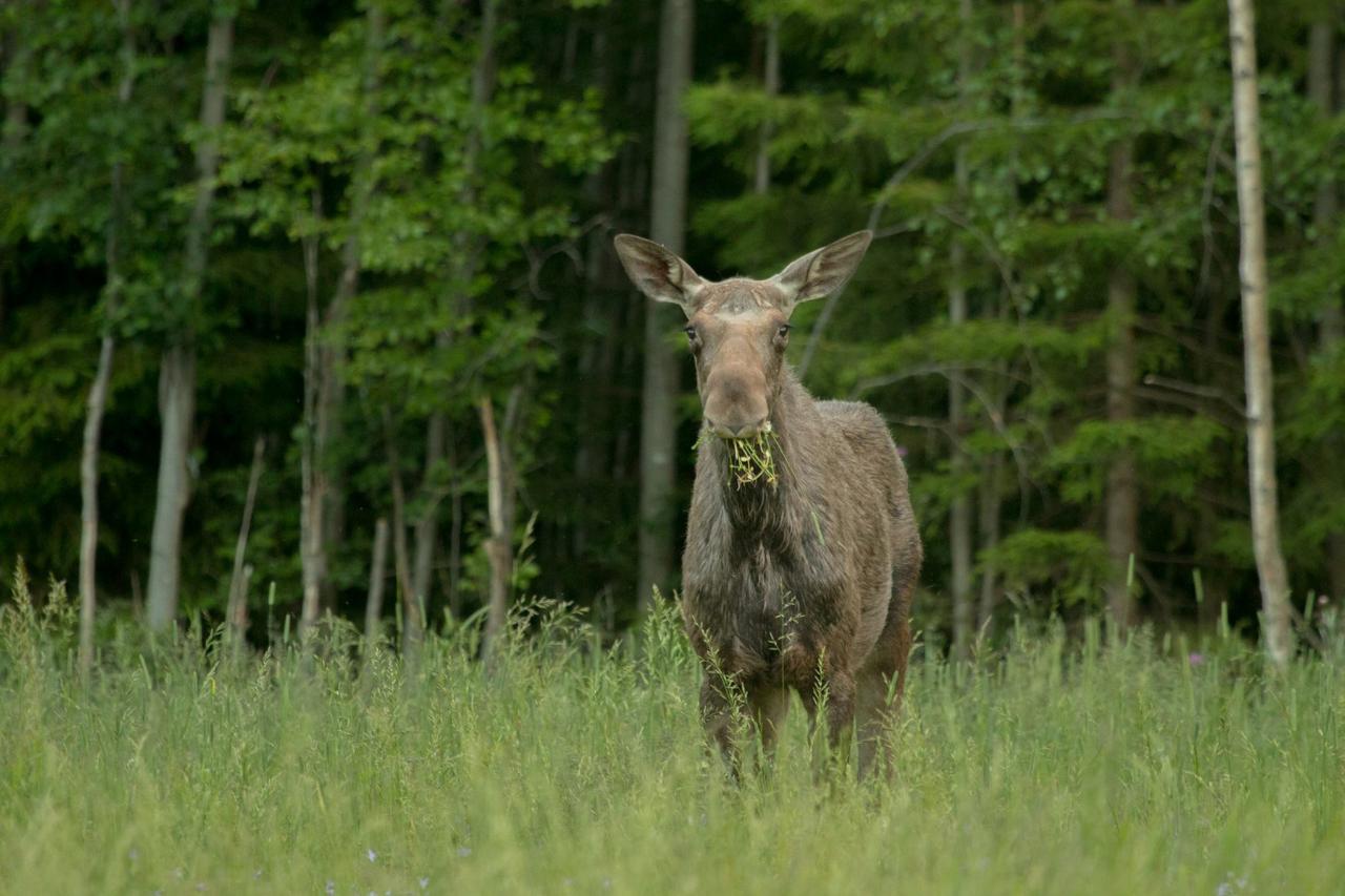 moose safari skinnskatteberg
